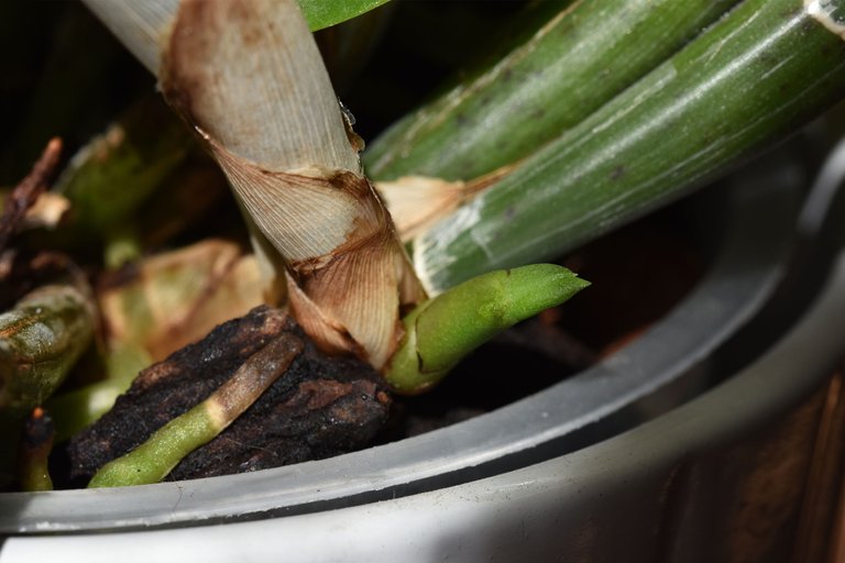 Cattleya Little Lemon Drops x Cattleytonia Why Not 2021 5.jpg