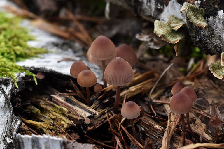 mushrooms birch pile 2.jpg