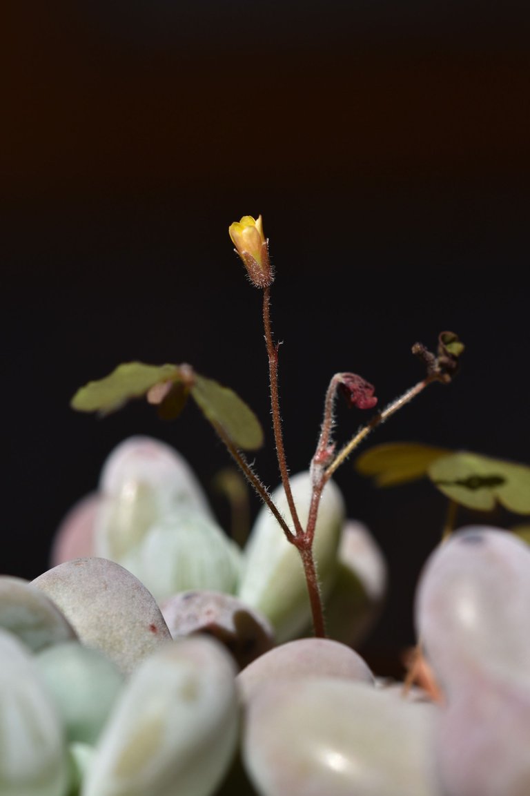 Pachyphytum Oviferum oxalis 7.jpg