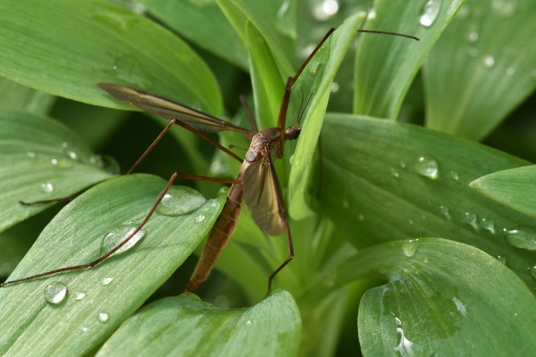 Crane fly 1.jpg