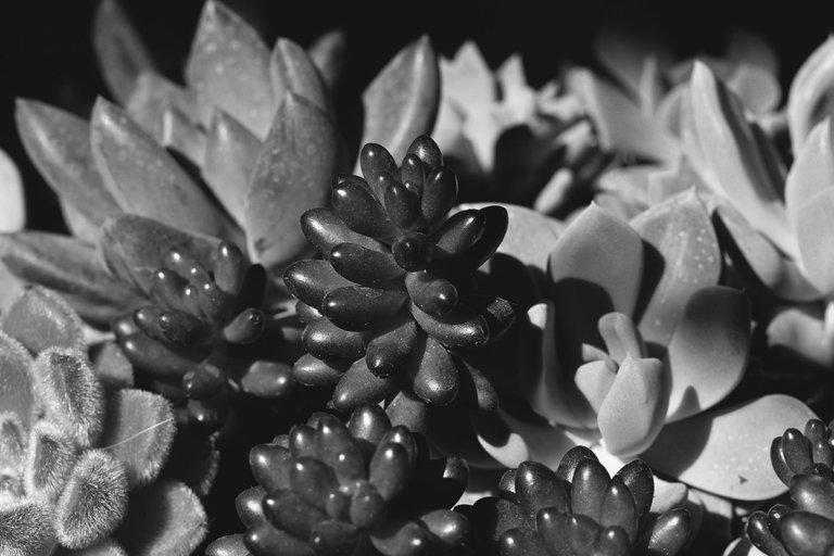 succulents community pot bw.jpg