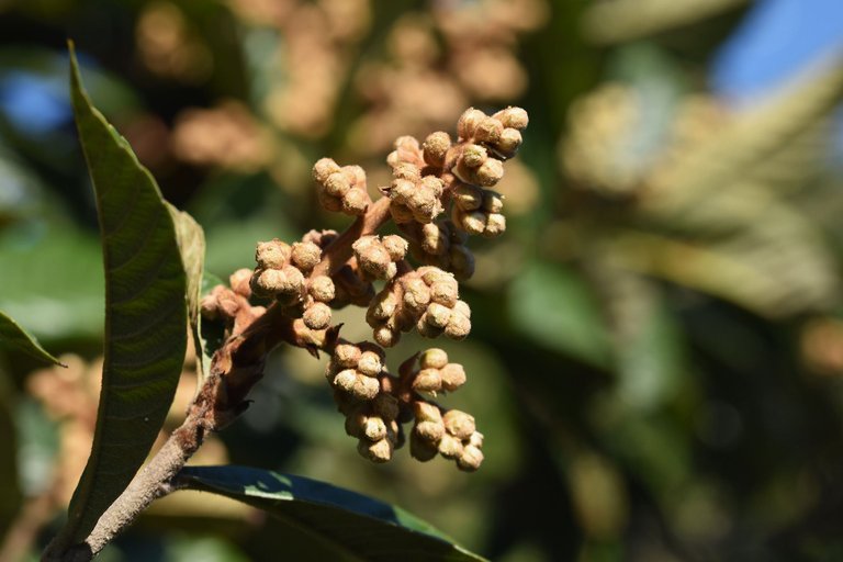 loquat hairy buds 3.jpg