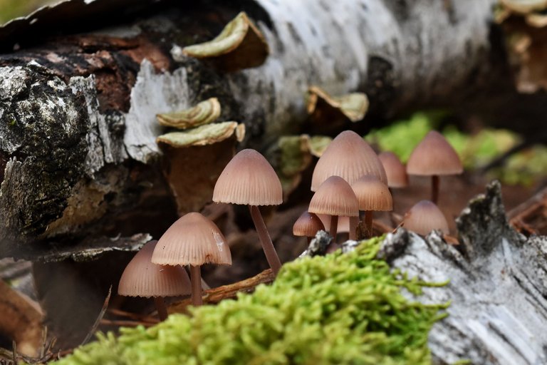 mushrooms birch pile 5.jpg