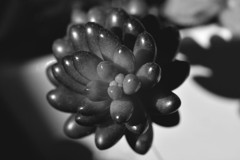 succulents community pot bw 2.jpg