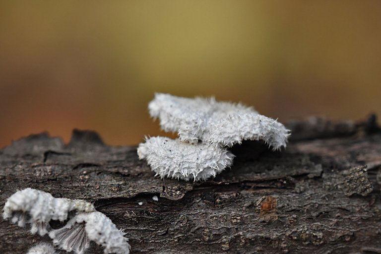 white mushroom stick 5.jpg