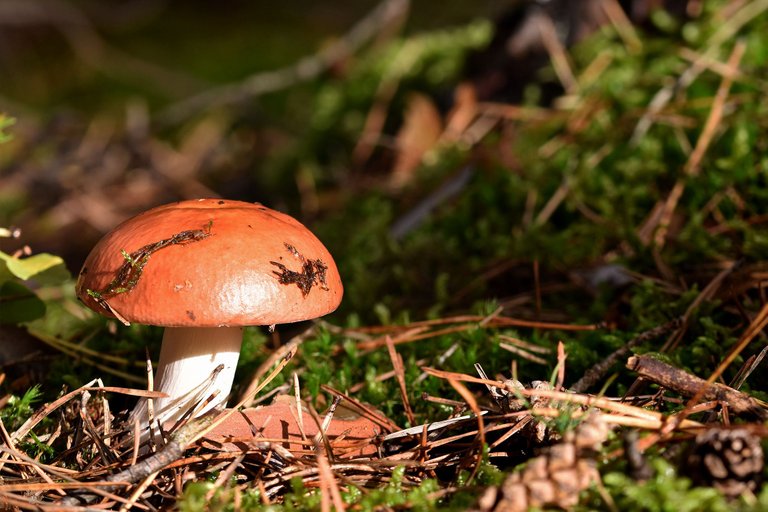 Red russula mushrooms pl 6.jpg