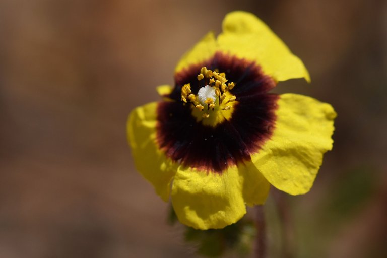 Tuberaria guttata yellow wildflower 7.jpg