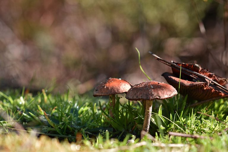 mushrooms park low angle 1.jpg