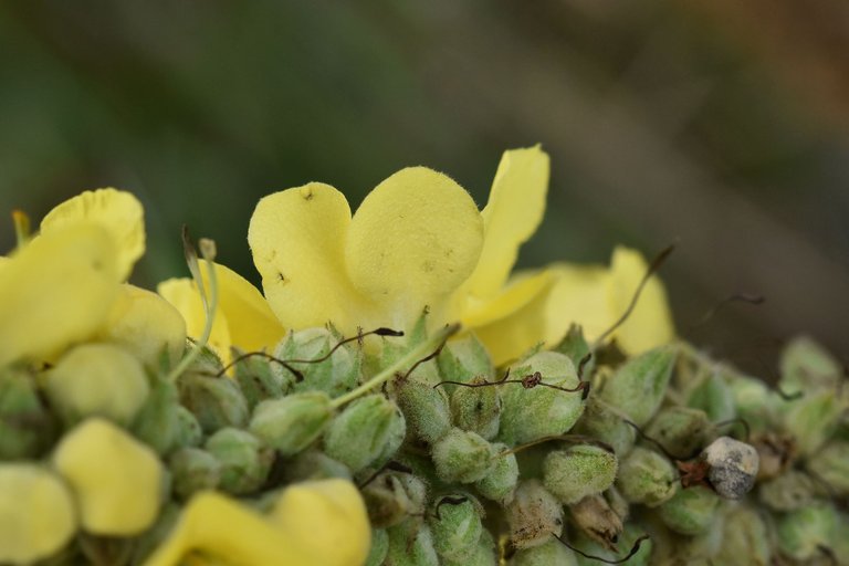 Verbascum wildflower pl 10.jpg