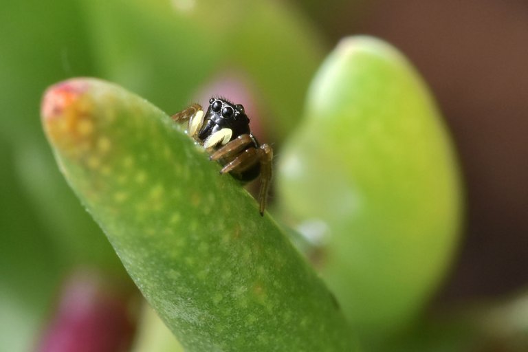 black jumping spider ice plant 9.jpg