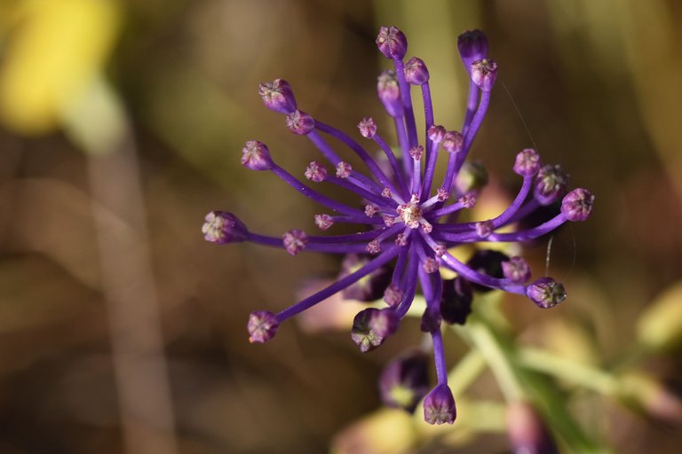 Leopoldia comosa grape hyacinth purple 5.jpg
