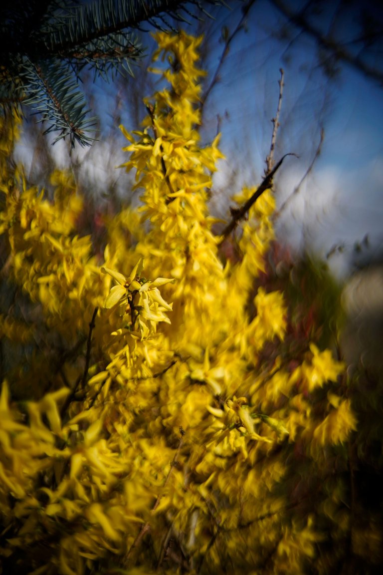 Forsycja biotar bokeh 12.jpg