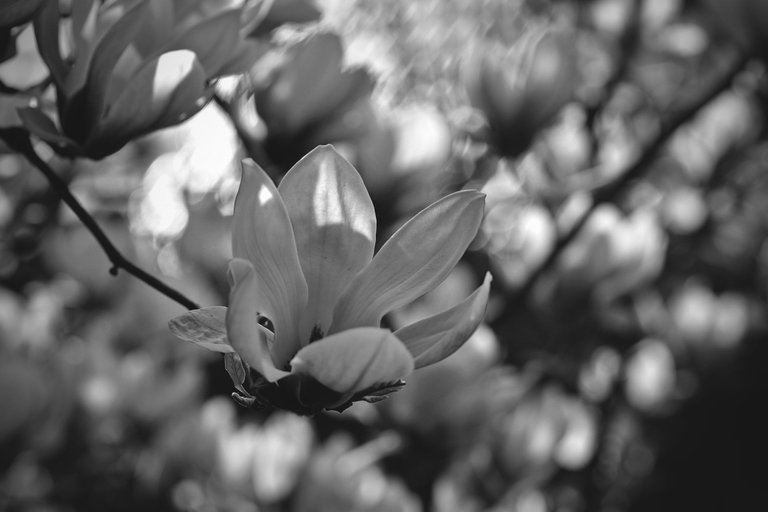 Magnolia flower bw 6.jpg