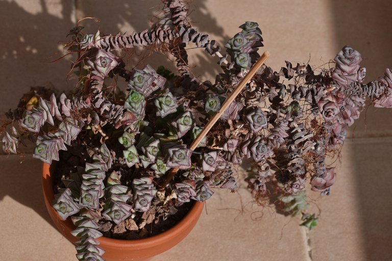 Rejuvenating Crassula Perforata 2022 3.jpg