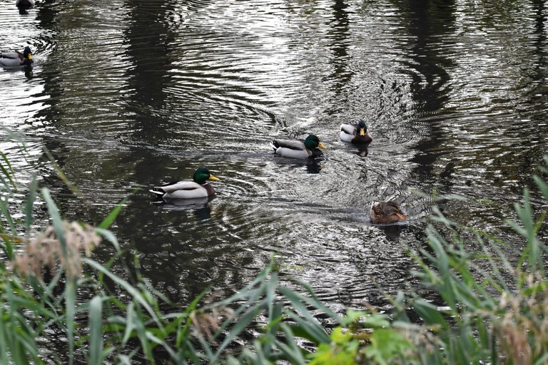 ducks fall pond pl 1.jpg