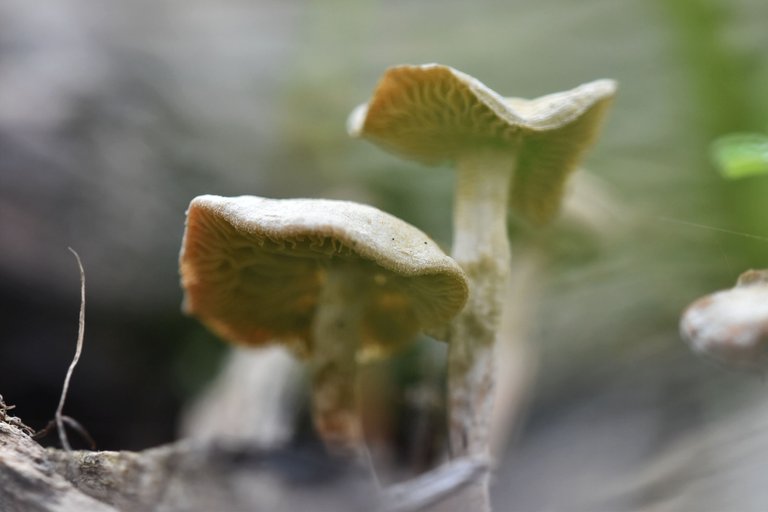 smal misty mushroom park 4.jpg