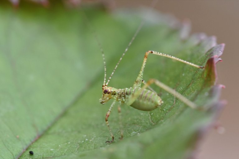 Speckled Bush Cricket rose 3.jpg