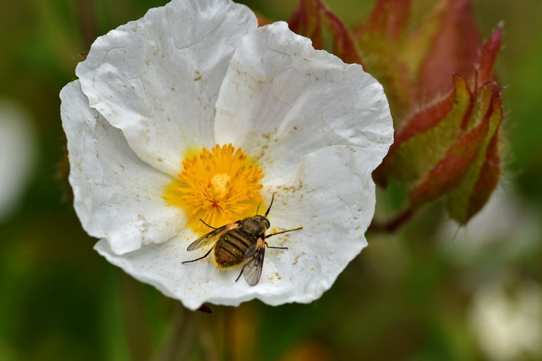 round brown fly cistus 7.jpg