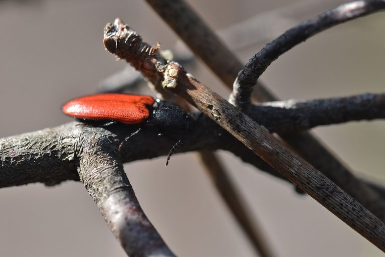 Red beetle no id 3.jpg