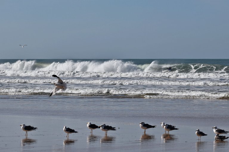 seagull fonte da telha beach 9.jpg