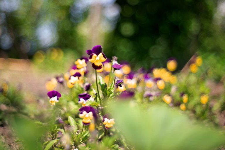 garden pl takumar bokeh 10.jpg