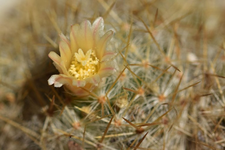 Mammillaria prolifera 2022 5.jpg