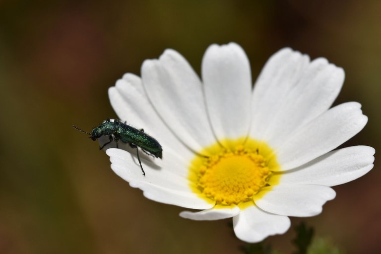 Psilothrix viridicoerulea green beetle 5.jpg