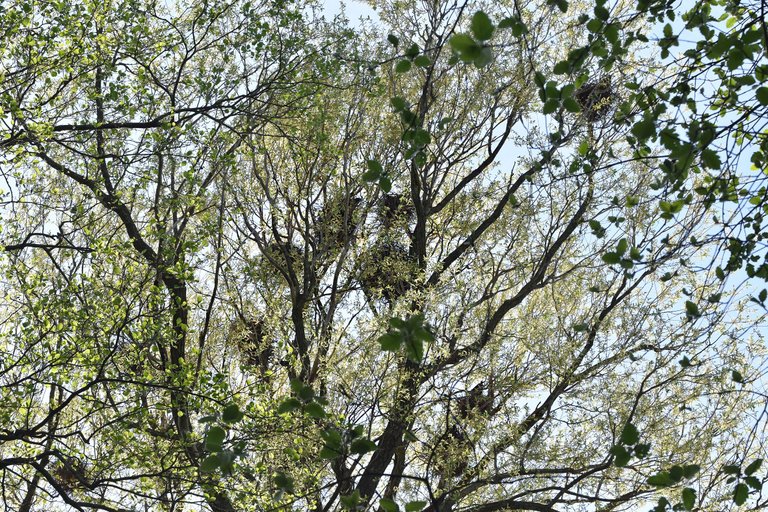 crow nests park 5.jpg