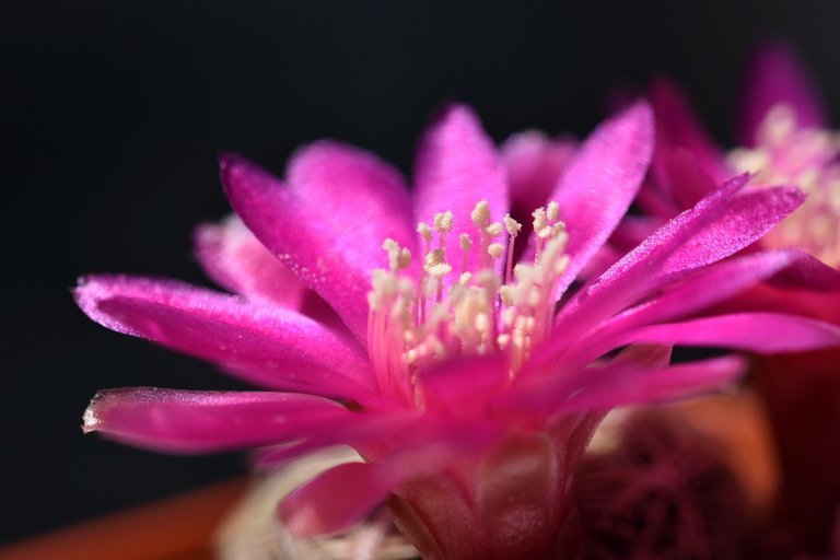 sulcorebutia albissima flower 2021 5.jpg