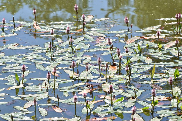 Persicaria amphibia prak pond pl 1.jpg