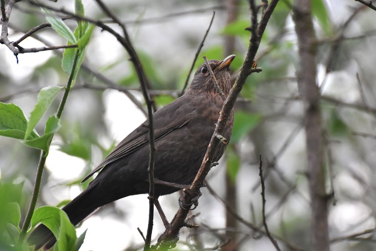 blackbird female pl 14.jpg