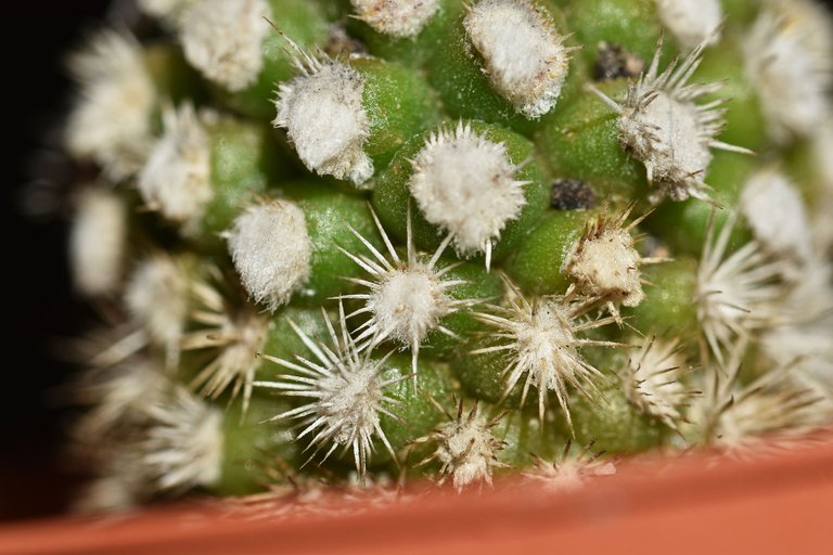 Mammillaria gracilis Arizona Snowcap 2021 6.jpg