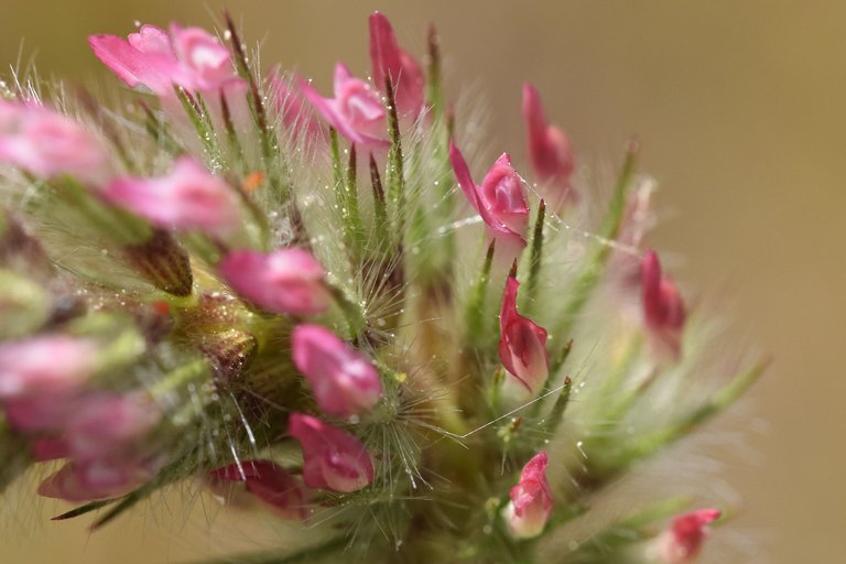 Trifolium angustifolium clover 9.jpg