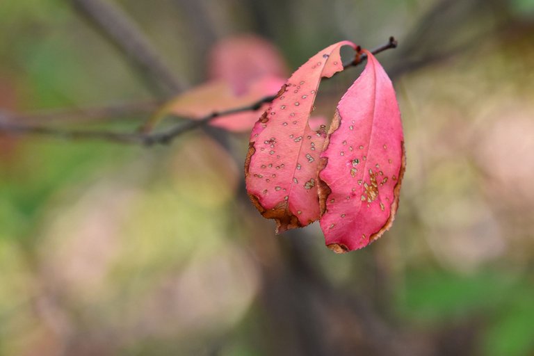 red leaf forest pl 2.jpg