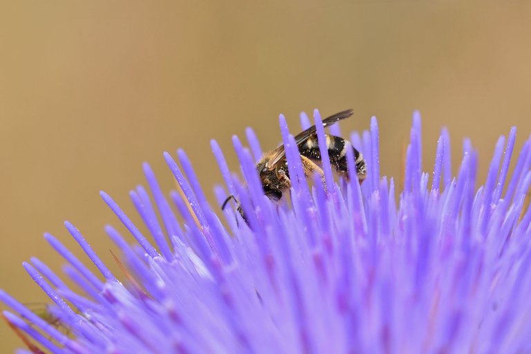 bee purple thistle macro 5.jpg