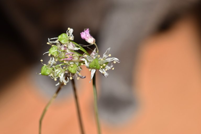 suzi paws garlic flower 1.jpg