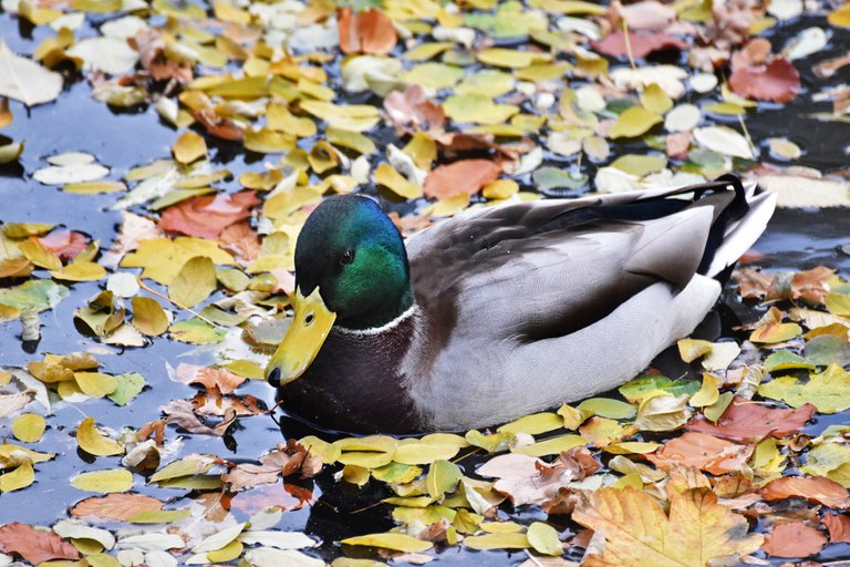 ducks fall pond pl 8.jpg