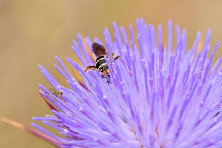 bee purple thistle macro 2.jpg