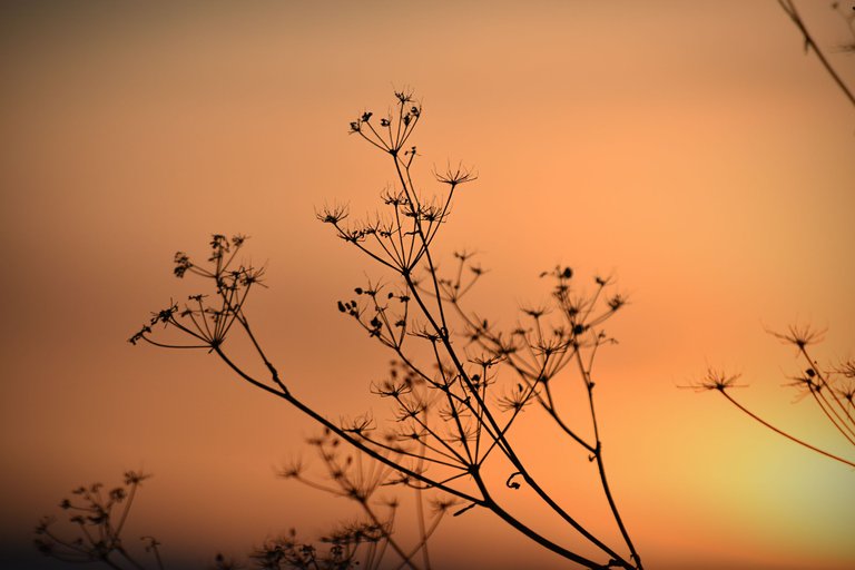 sunset silhouettes pl 7.jpg