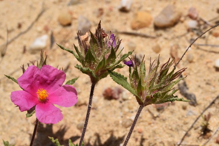 Cistus crispus pink rockrose 2.jpg