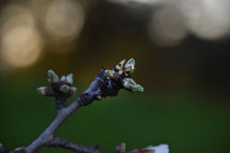 Almond blossom jan  12.jpg