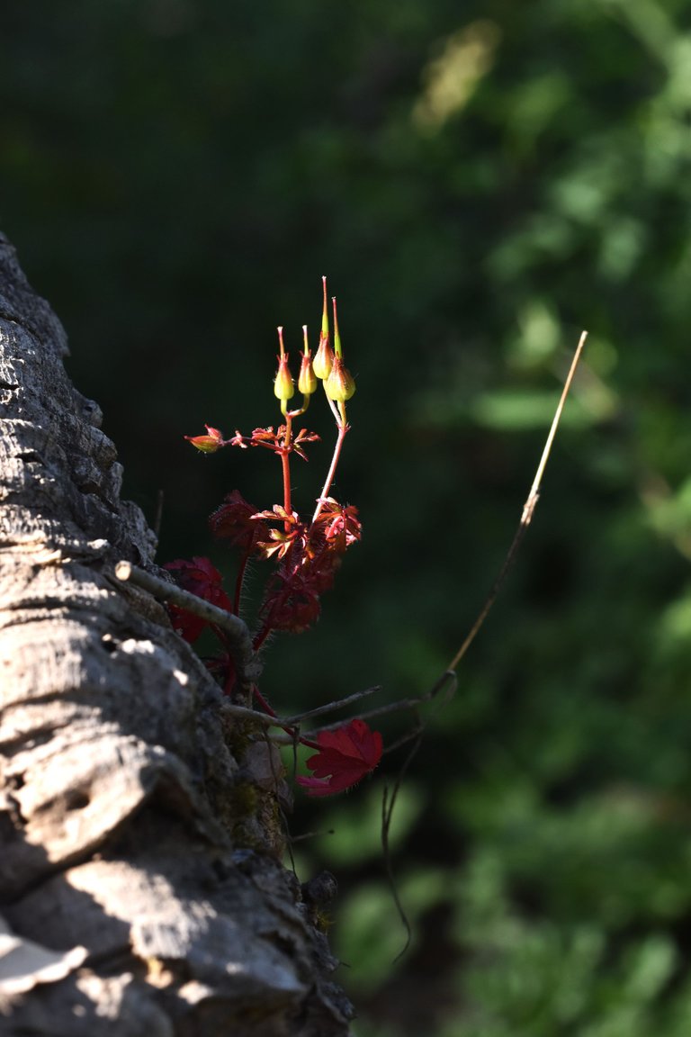 geranium cork bark 1.jpg