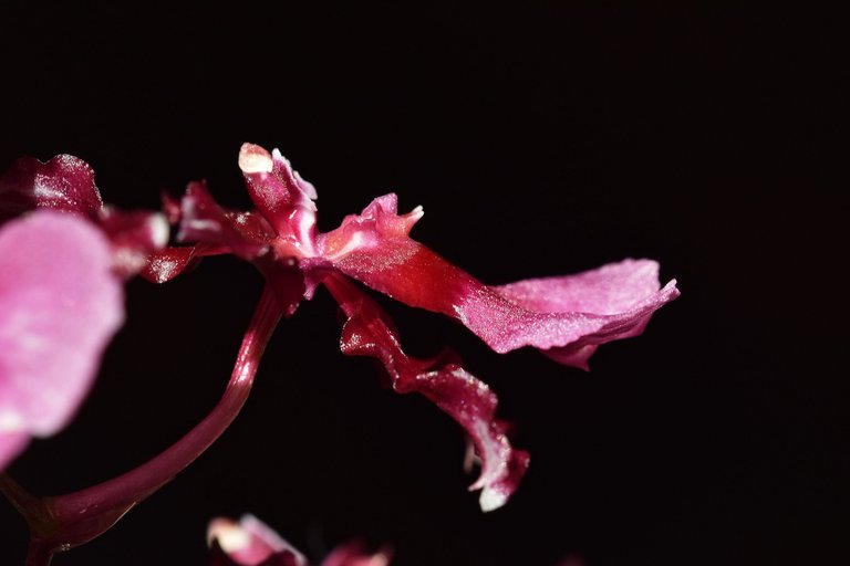 Oncidium Sharry Baby flower 2021 7.jpg