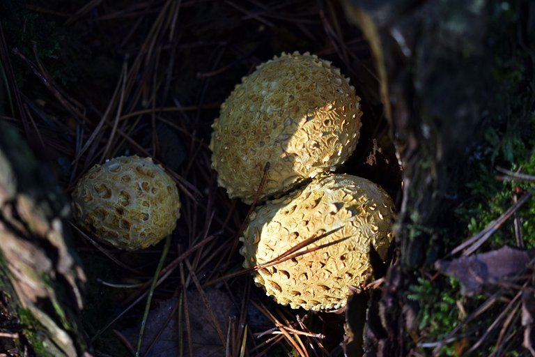 puffball mushroom pl 10.jpg