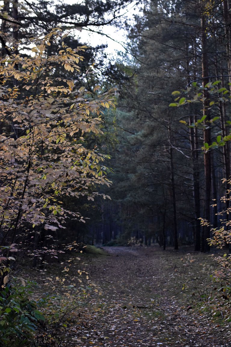 autumn forest pl.jpg