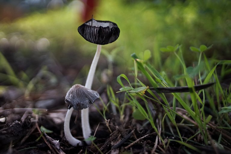 ink cap mushrooms park 3.jpg