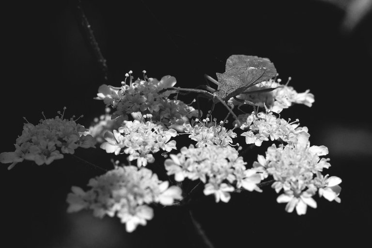 Water Dropwort flower bw 4.jpg