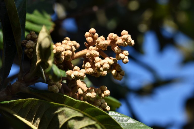 loquat hairy buds 4.jpg