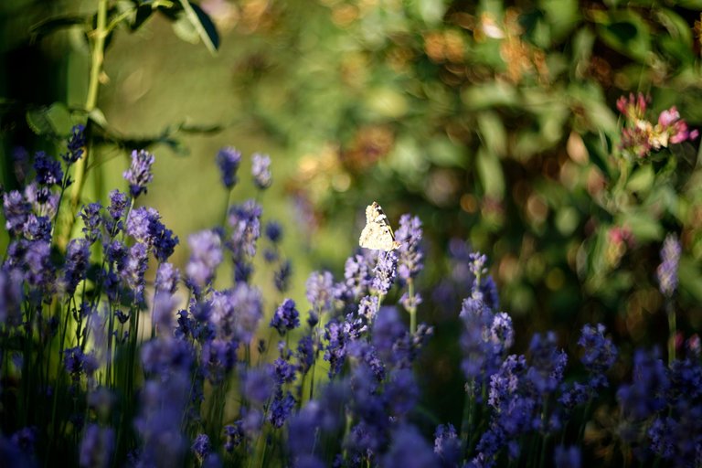 lavender butterflies garden helios 3.jpg