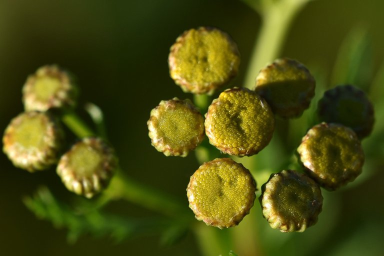 Tanacetum vulgare yellow wilflower pl 2.jpg